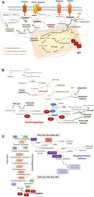 Cysteine as a Carbon Source, a Hot Spot in Cancer Cells Survival